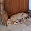 CUPCAKE, chiot mâle Berger Créole