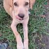 CUPCAKE, chiot mâle Berger Créole