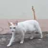 BLOUX Chat mâle européen