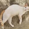 BLOUX Chat mâle européen