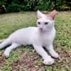 BLOUX Chat mâle européen