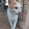 BLOUX Chat mâle européen