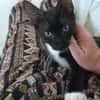 HUGGY-WUGGY, chaton mâle type européen