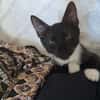 HUGGY-WUGGY, chaton mâle type européen