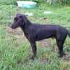 HIERROS Mâle junior Berger Créole