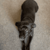 Dottie