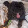 BOBBY sucht Zuhause