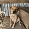 Foxred Labrador Retriever