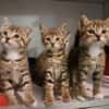 5 Katzenbrüder , leben in 48683 Ahaus
