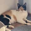 Liebe Lina B sucht ein Zuhause