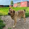 Samson  Herzenshund sucht sein Glück