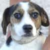 BESSIE sucht Zuhause