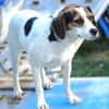 BESSIE sucht Zuhause