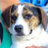 BESSIE sucht Zuhause