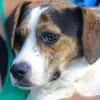 BESSIE sucht Zuhause