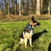 Billi Schäferhund rüde 7 j.