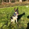 Billi Schäferhund rüde 7 j.