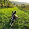 Billi Schäferhund rüde 7 j.