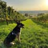 Billi Schäferhund rüde 7 j.