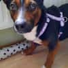 Cora Jack Russel - Mix  2-3 Jahre 38 cm