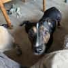 Cora Jack Russel - Mix  2-3 Jahre 38 cm