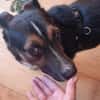 Cora Jack Russel - Mix  2-3 Jahre 38 cm