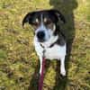Hazel sucht eine neue Familie