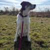 Hazel sucht eine neue Familie