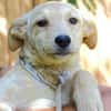 Kleine BEA sucht Familie