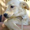 Kleine BEA sucht Familie