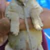 Kleine BEA sucht Familie