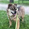 BUDDY, m., kastr., Mischling, 35 cm
