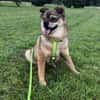 BUDDY, m., kastr., Mischling, 35 cm