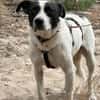 Tom - sanfter Hundejunge
