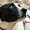 Tom - sanfter Hundejunge