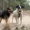 Tom - sanfter Hundejunge