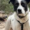 Tom - sanfter Hundejunge