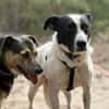 Tom - sanfter Hundejunge