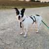Clampy 9 Jahre 50 cm