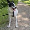 Clampy 9 Jahre 50 cm