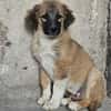 Cody - Familienanschluss gesucht
