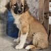 Cody - Familienanschluss gesucht