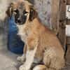 Cody - Familienanschluss gesucht