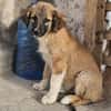 Cody - Familienanschluss gesucht