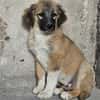Cody - Familienanschluss gesucht