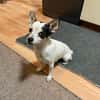 Kleine freundliche Chihuahua Hündin Amy