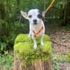 Kleine freundliche Chihuahua Hündin Amy