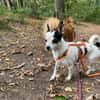 Kleine freundliche Chihuahua Hündin Amy