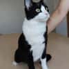 Raspy -sehr liebes, gutmütiges Katerchen