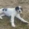 Hoshi sucht liebevolles, geduldiges Heim